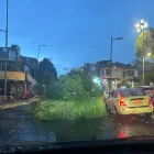 En el sector de La Mariscal, un árbol cayó sobre la vía.