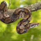 Imagen referencial de la especie de la serpiente observada desplazándose sobre los techos de la Bahía de Pedro Carbo, en Guayas.
