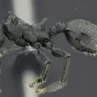 La Cephalotes sacha es una de las dos nuevas especies de hormigas tortuga descritas en Ecuador. Vive en los bosques de la Amazonía. Foto: Cortesía INABIO.