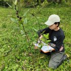 Técnicos del Jardín Botánico Padre Julio Marrero recolectaron muestras siguiendo un protocolo de la red internacional de jardines botánicos y se enviaron a laboratorios en España.