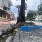 Las raíces de los árboles deterioran las aceras de Urdesa.