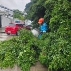 Árboles cayeron este lunes 19 de octubre durante la lluvia.