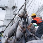 Ecuador es el líder en la pesca de túnidos en esta parte del Pacífico, con 222.580 toneladas.