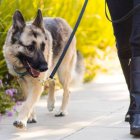 Las evaluaciones que permitieron llegar a esta conclusión comenzaron en 2013.