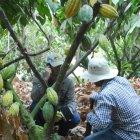 Ecuador tiene dos variedades, la nacional o cacao fino de aroma, y el CCN51.