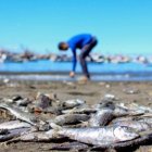 Miles de peces muertos en la orilla de la playa Los Esteros de Manta.
