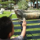 Cercanía. A muchos visitantes del parque Seminario les gusta tocar a las iguanas. Algunos, como los niños, solo replican el ejemplo que los mayores les dan. Las acarician y les halan el rabo, desconocedores del daño a estos reptiles y del peligro para ellos.