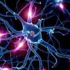 Las neuronas artificiales actuarán como lo hacen las reales, según los investigadores.