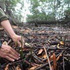 Hoy se sembraron las especies a orillas del Parque Lineal