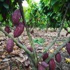 El cacao está entre los 10 productos que exporta Ecuador a Chile