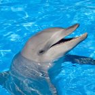 En Guayaquil se prohibieron los espectáculos con mamíferos en cautiverio.