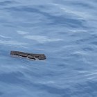 Las partes del avión y los objetos estaban a aproximadamente 280 millas náuticas (518 km) de Ushuaia, en Argentina.