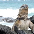 La fauna y flora de las islas son protegidas