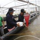 Tanto el sector productor, como el exportador, deberán someterse a nuevas reglas.