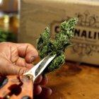 Proceso. Un hombre corta una planta de cannabis para producir medicamentos para una empresa colombiana, una industria que nació en 2017.