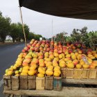 En la vía Duran-Boliche la caja de mangos va desde los cinco hasta los 10 dólares.