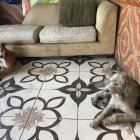 Precioso y hermoso evitaron un robo al ahuyentar al delincuente.