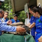 El ave recibió perdigones en el tórax y la pierna.