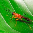 Los investigadores han nombrado a la mantis religiosa Vespamantoida wherleyi.