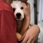 Los animales son sensibles a los ruidos fuertes, como los de los fuegos artificiales.