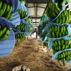 Los controles fitosanitarios deben aplicarse desde las fincas, el inicio de la cadena.