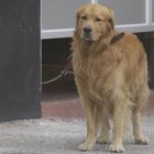 Coloso llegó a Barcelona en 2017.