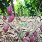 Las nuevas áreas prometen mayor productividad en los años que vienen.