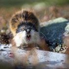 Referencial. El descubrimiento del lemino de la Edad de Hielo se trasladó inmediatamente a Moscú para un estudio detallado.