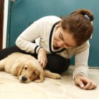 Para tranquilizar a los animales la noche del 31 de diciembre, en Ceibos Animal Care los cuidadores permanecen junto a ellos todo el tiempo