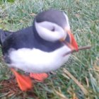 Una de las tomas en que se aprecia a un frailecillo rascándose el pecho con una rama.