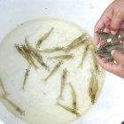 En este 2019, las ventas de camarón aceleraron su crecimiento. Hasta octubre, un 18% más, que en igual periodo del año pasado.