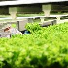 Un empleado inspeccionando lechugas que crecen en una planta que utiliza técnicas de cultivo vertical.