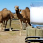 La leche de la camella tiene una mejor composición nutricional que la de la vaca.