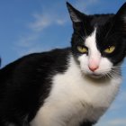 Tras la difusión del video, la organización Rescate Animal advirtió que tomará medidas legales.