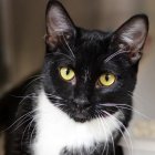 Tras la difusión del video, la organización Rescate Animal advirtió que tomará medidas legales.