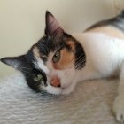 Milagro, el día que fue rescatada, iba dando tumbos y caer de la vereda a la calle.