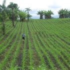 Siembra. Un agricultor trabaja en un cultivo de maíz en una hacienda ubicada en el cantón Balzar.