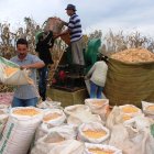 Los agricultores 

Agencia (ag-rios)