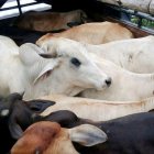 Ganaderos piden que se incauten camiones donde se transporten reses robadas.