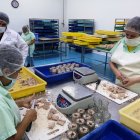 Ecuador es el primer país atunero en el Océano Pacífico Oriental