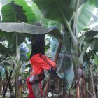 Las fincas bananeras obtienen una mayor productividad en la provincia de Los Ríos