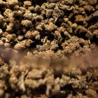 Muestra de cannabis en el "Cannabisexpo 2020".