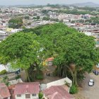 Árboles nativos ceibos y samanes en el Bosque Tropical.