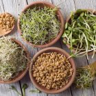 El proceso de germinado hace que los brotes sean más ricos en proteínas, ácido fólico, magnesio, fósforo y manganeso.