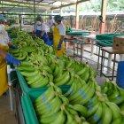 Dato. Las cifras laborales de 2019 tuvieron un impacto negativo en la tasa de empleo adecuado.