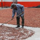 Labor. Un agricultor mueve las pepas del cacao ecuatoriano, como parte del proceso de secado al sol.