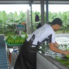 Banano. Ecuador es el principal exportador del mundo, pero su crecimiento estuvo aletargado durante el año 2019 por falta de estrategias.