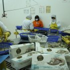 El crustáceo es el primer producto de exportación de Ecuador, con más de $ 3.000 millones en ventas.