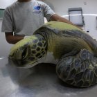 Esta tortuga verde pudo salvarse tras defecar un total de 13 gramos de residuos plásticos, entre ellos bolsas de nylon, hilos y plásticos duros.