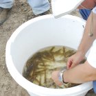 El camarón es un gran receptor de inversiones.